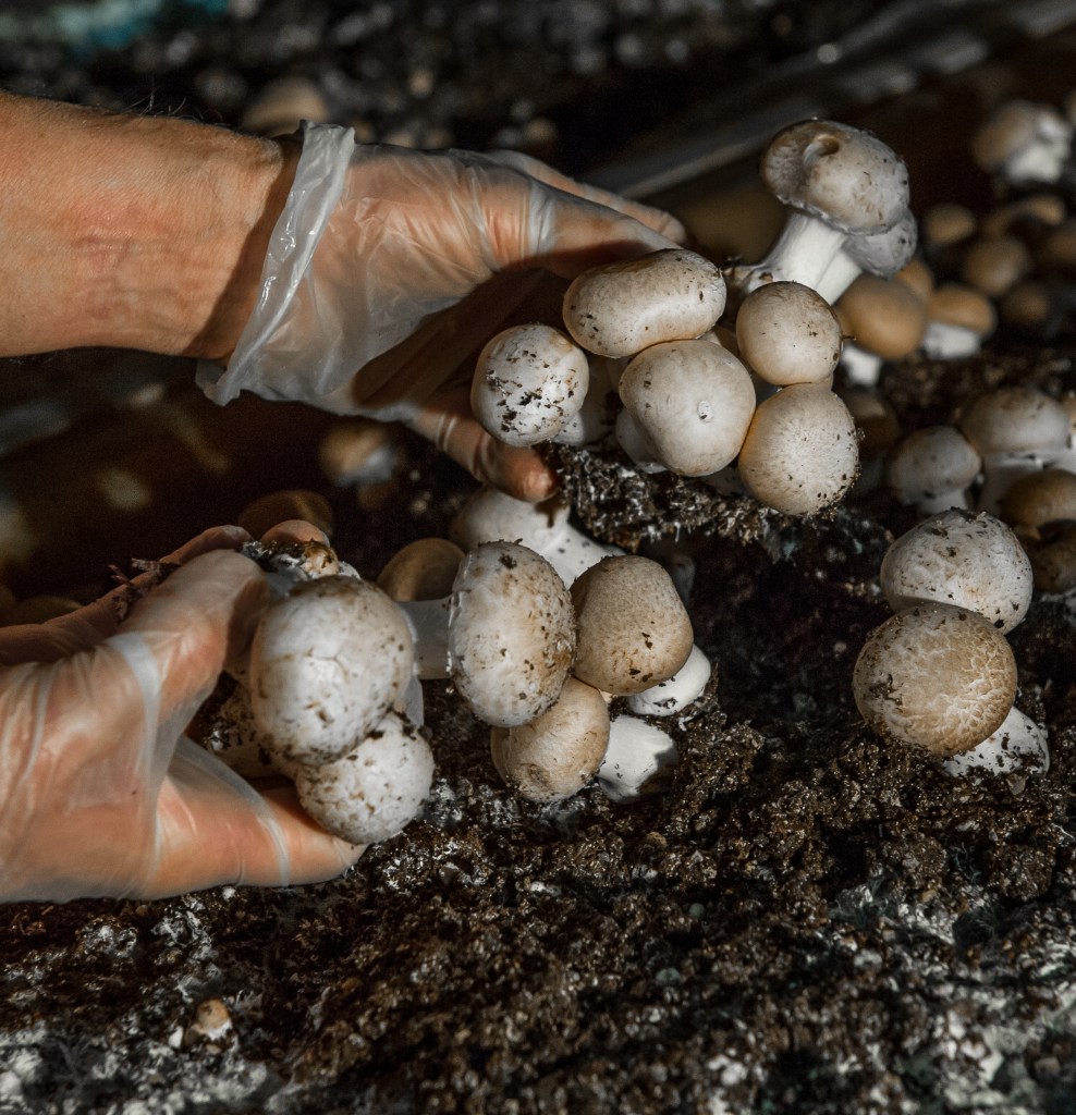 Champignons de dijon dans terre