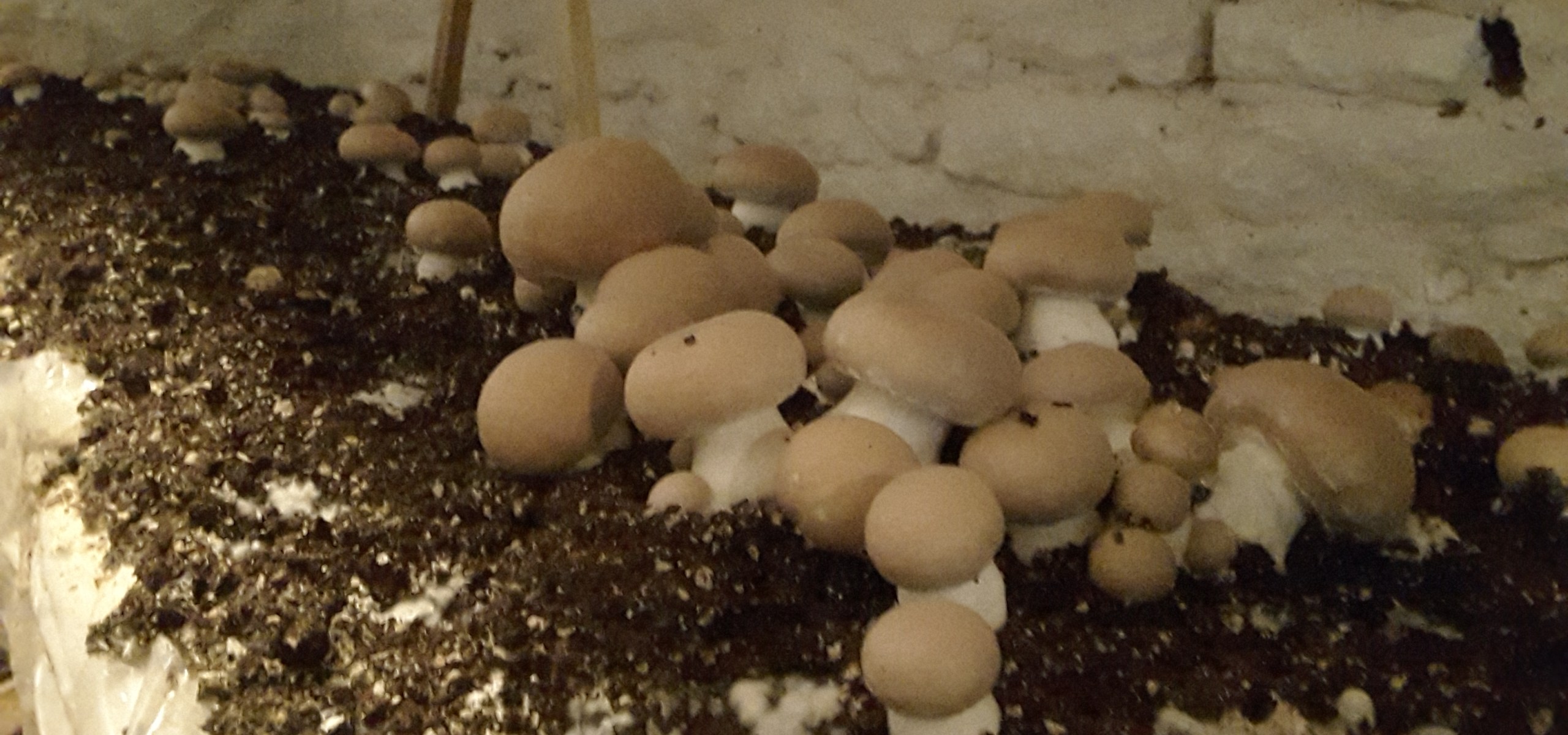 champignons de paris